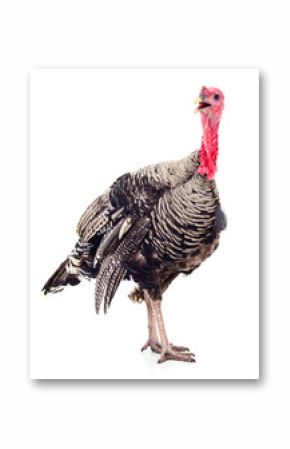 Dark turkey isolated