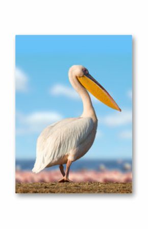 Great white pelican