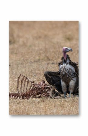 Lappet faced Vulture standing with bones