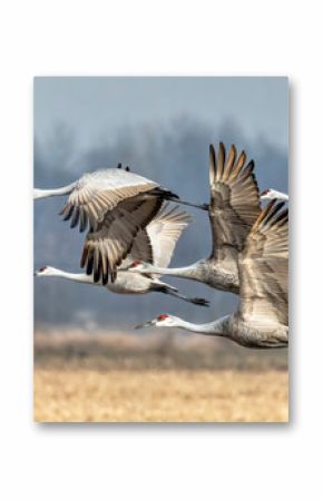 Sandhills Take Flight in Indiana