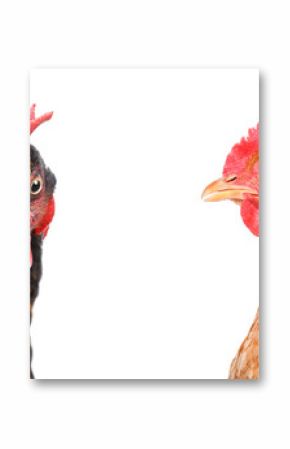 Portrait of  two chickens isolated on white background