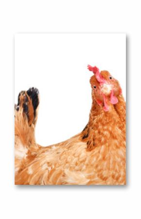 Portrait of a funny chicken, side view, isolated on white background