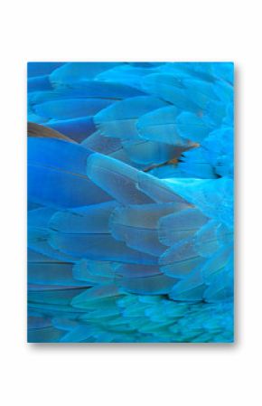 Parrot feathers blue exotic texture