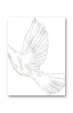 White dove is flying against transparent background in loose sketch style, showing feather details