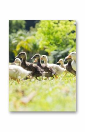 Surface level shot of ducklings on field