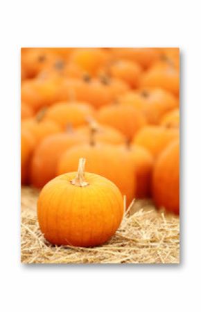 Vertical shot of pumpkin patch