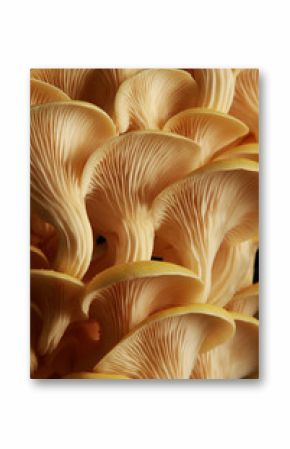 fresh uncooked mushrooms