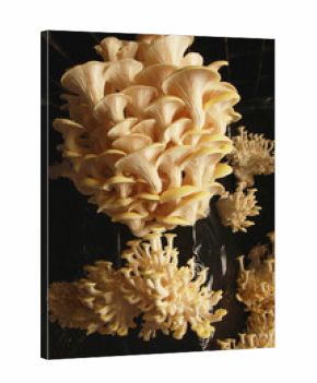 fresh uncooked mushrooms