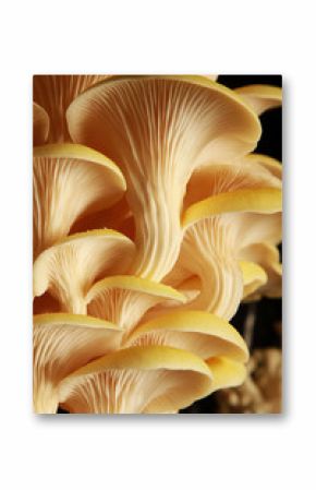 oyster mushrooms