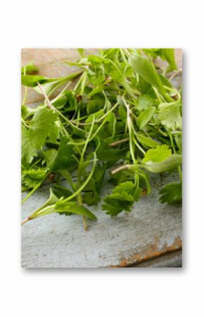 micro herb coriander