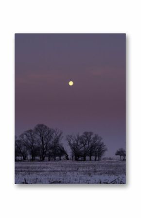 The moon above some trees at winter