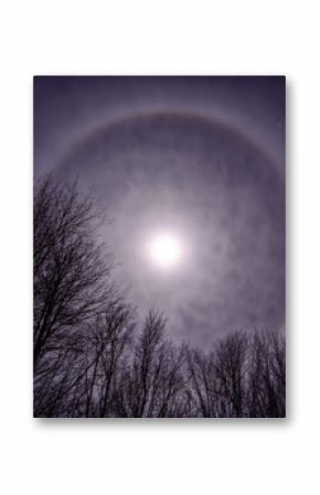 Moon Corona Over Treetops