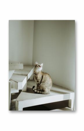 Tabby cat sitting on white concrete spiral staircase indoors
