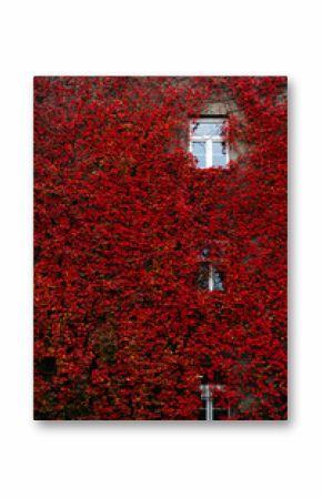 Window framed by red ivy on brick wall. Autumn foliage, urban architecture blending with nature, eco-friendly design trend, vibrant seasonal colors.