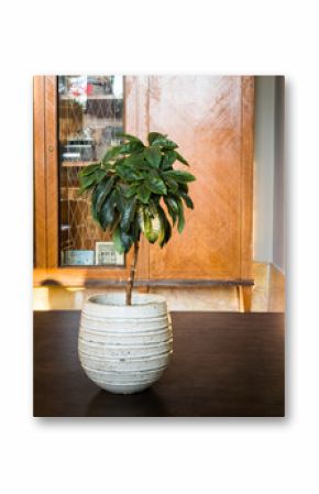 A small plant in a white pot