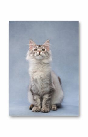 A silver Maine Coon kitten tilts its head upwards, its whiskers extending outward. The soft lighting emphasizes its delicate features.