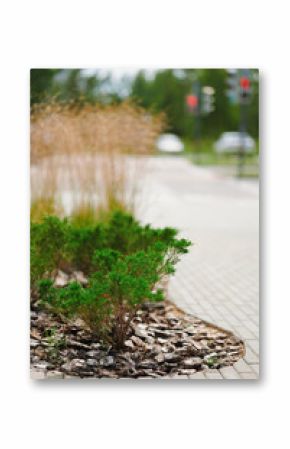 urban landscape featuring small shrubs along paved walkway, showcasing city greenery and sustainable urban planning. traffic lights and blurred background create depth and context