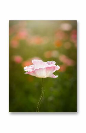A single pale pink poppy sways in soft sunlight, standing tall a