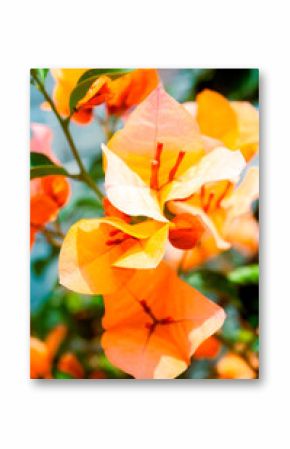 Vibrant Orange Bougainvillea in Full Bloom under Sunlight