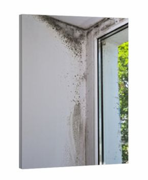 Mold on the plastic window.