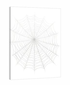 Spider web with a refined, elegant design