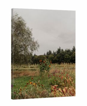 Sunflowers and wildflowers blooming under cloudy sky