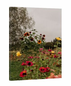 Sunflowers and wildflowers blooming under cloudy sky