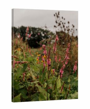Sunflowers and wildflowers blooming under cloudy sky