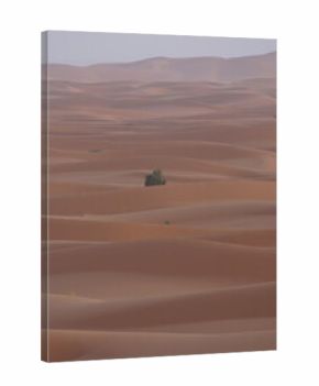 Orange sand dunes in Sahara desert