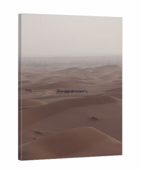 Camels among sand dunes in Sahara desert