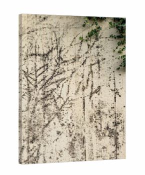 Feuchte und verschmutzte Beton Wand durch wildwachsendes Efeu