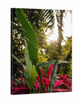 Banana leaves and red Ti plants backlit in Uvita, Costa Rica