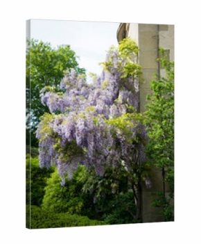Blooming Wisteria Climbing a Stone Wall in Garden