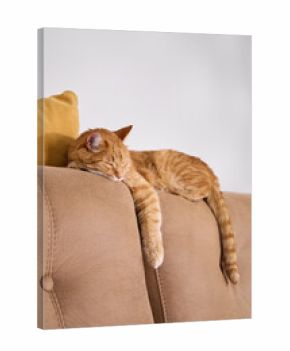 A ginger tabby cat sleeps draped over a beige sofa arm. The indoor space is calm and softly lit by daylight.
