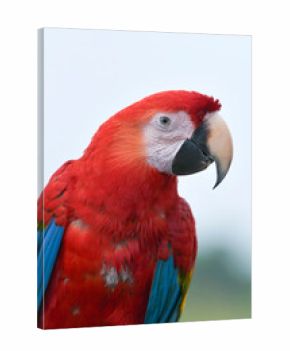 portrait of a macaw with its beautiful and colorful feathers