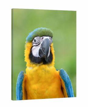 portrait of a macaw with its beautiful and colorful feathers