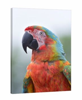 portrait of a macaw with its beautiful and colorful feathers