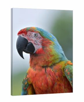 portrait of a macaw with its beautiful and colorful feathers