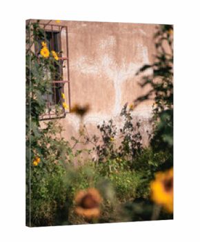 wall of old building surrounded by sunflowers on sunny day in mexico