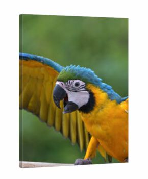 portrait of a macaw with its beautiful and colorful feathers
