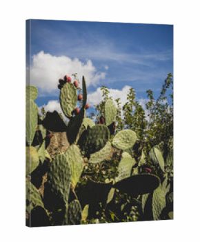 Prickly Pear Cactus in Italian Countryside
