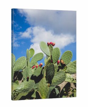Prickly pear and cactus on sunny day