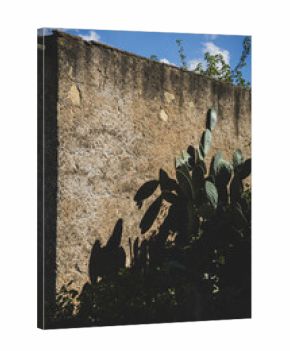 Prickly Pear against Italian Stone Wall