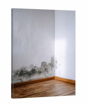 Mold growth in corner of apartment wall highlighting indoor environmental issues
