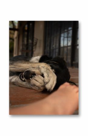 bashful dog covering eyes on sunny patio