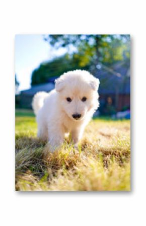 Adorable White Swiss Shepherd Puppy