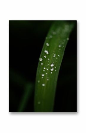 Raindrops Aligned on a Blade of Grass