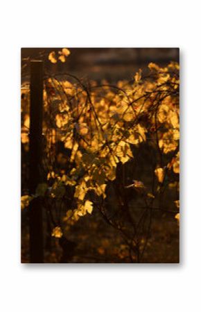 Vineyard leaves in autumn backlit by golden sunrise