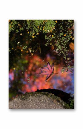 Red maple leaf on water reflecting autumn colors in Japanese garden