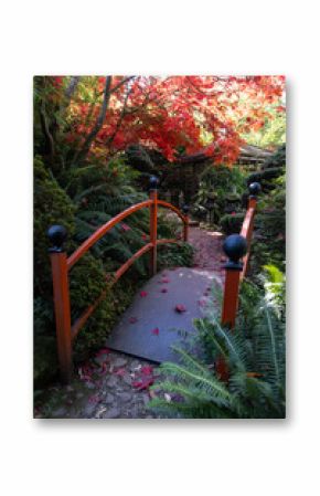 Red maple leaves falling on a Japanese garden bridge in autumn